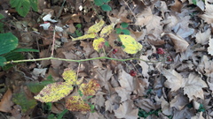 Rubus fruticosus
