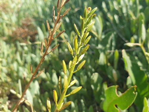 Triglochin barrelieri (Triglochin barrelieri)