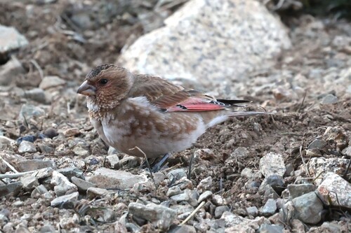 Crimson-winged Finch (Rhodopechys sanguineus), photo 4