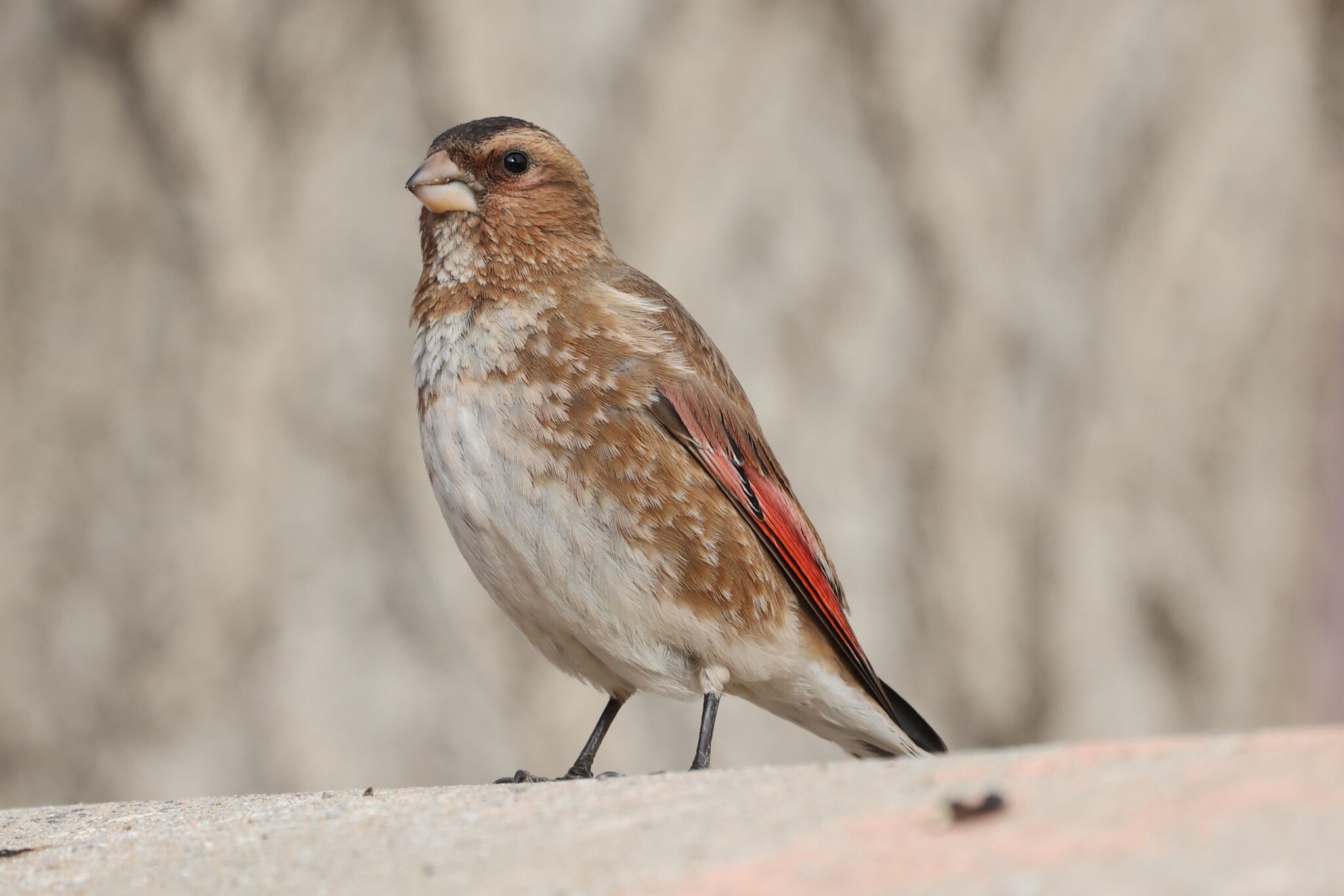 Crimson-winged Finch (Rhodopechys sanguineus)