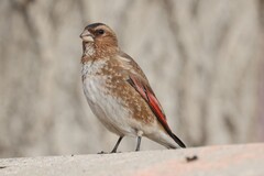Crimson-Winged Finch photo 3