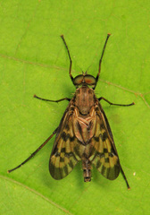 Rhagio punctipennis