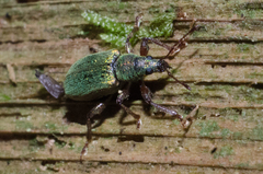 Phyllobius intrusus