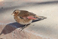 Crimson-Winged Finch photo 2