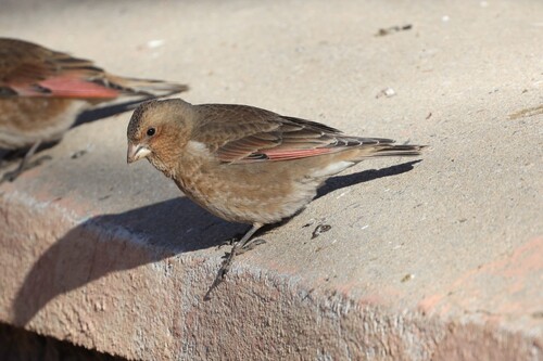 Crimson-winged Finch (Rhodopechys sanguineus), photo 5