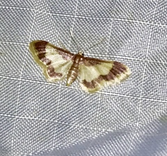 Idaea basinta