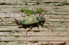 Phyllobius intrusus