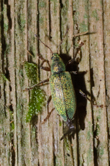 Phyllobius intrusus