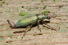 Phyllobius intrusus
