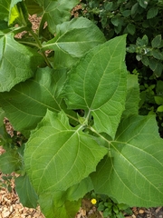 Smallanthus sonchifolius