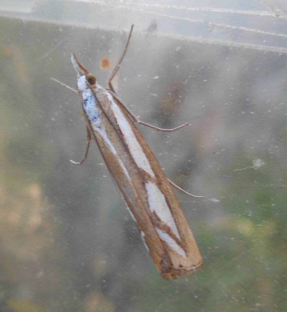 Narrow-barred Grass-veneer