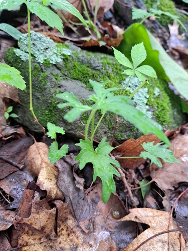 wavy-leaved violet (Viola subsinuata)