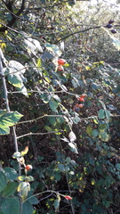 Rosa canina