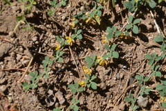 Acmispon decumbens decumbens