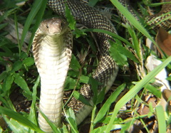 Naja sputatrix