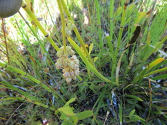 Triantha occidentalis