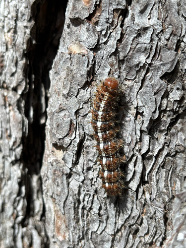 iNaturalist observation photo of Pandora Pinemoth