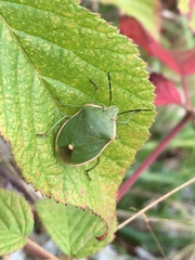 Chlorochroa persimilis