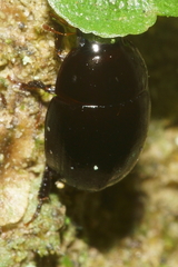 Tormissus linsi