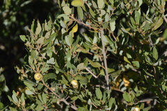 Quercus vacciniifolia