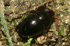 Tormissus linsi