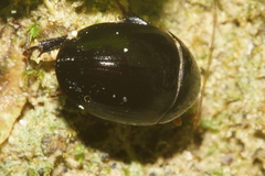 Tormissus linsi
