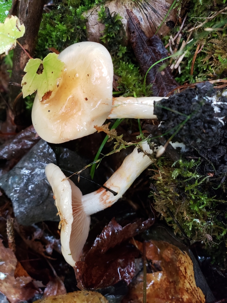 Cortinarius sp. 'Harrower94'