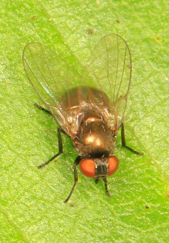 Oak Shothole Leafminer photo 3