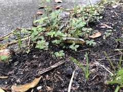 Ophisaurus ventralis image