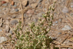 Gnaphalium palustre