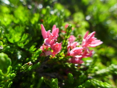 Exobasidium cassiopes