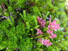 Exobasidium cassiopes