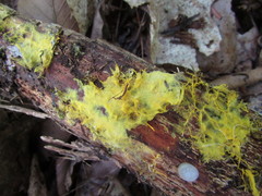 Piloderma olivaceum