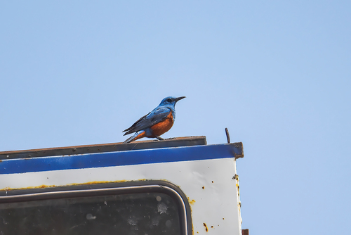 Blue Rock Thrush (Monticola solitarius), photo 9