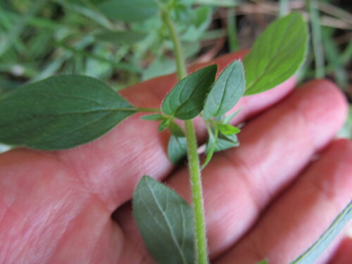 Origanum vulgare