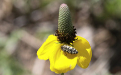 Acmaeodera decipiens