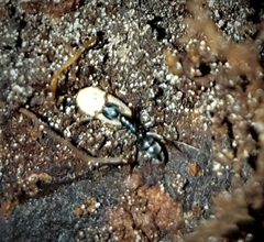 Hypoponera