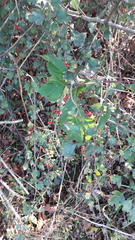 Crataegus monogyna