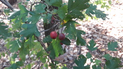 Crataegus monogyna
