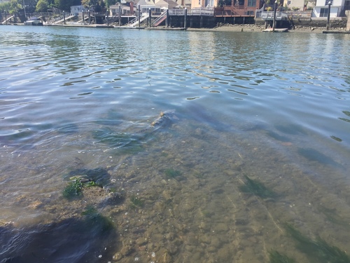 Leopard Shark (Triakis semifasciata), a species recorded in California