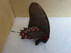 Mimoides thymbraeus aconophos