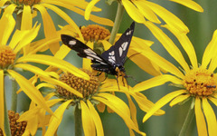 Gnophaela discreta