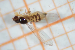 Ephydroidea