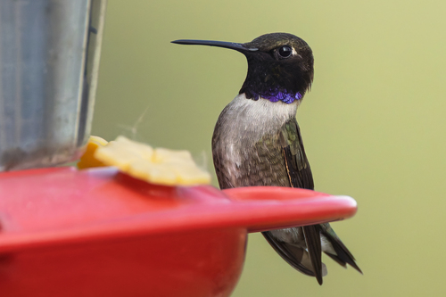 Black-chinned Hummingbird photographed in Nebraska