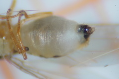 Ephydroidea