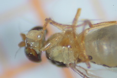 Ephydroidea