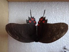 Mimoides thymbraeus aconophos