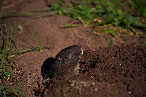 New Mexico pocket gopher (Megascapheus connectens) — Data Deficient Mammalia