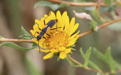 Chauliognathus deceptus