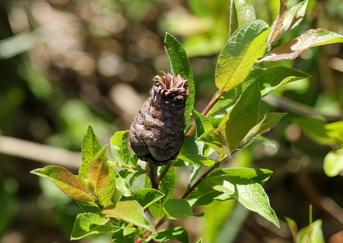 Unknown species found near Carbon County, MT, USA